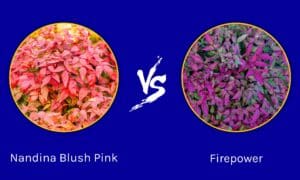 Nandina Blush Pink vs Firepower: Is There a Difference? Picture
