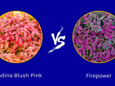 A Nandina Blush Pink vs Firepower: Is There a Difference?