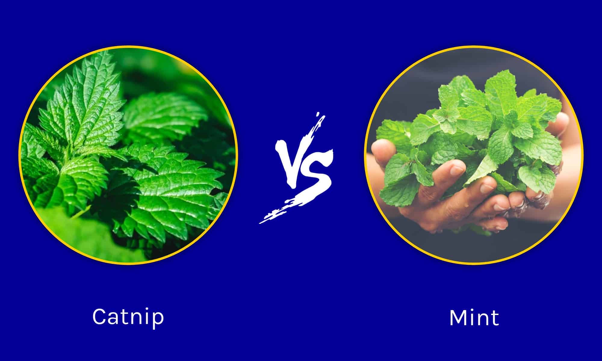 Catnip vs Mint What's the Difference? AZ Animals