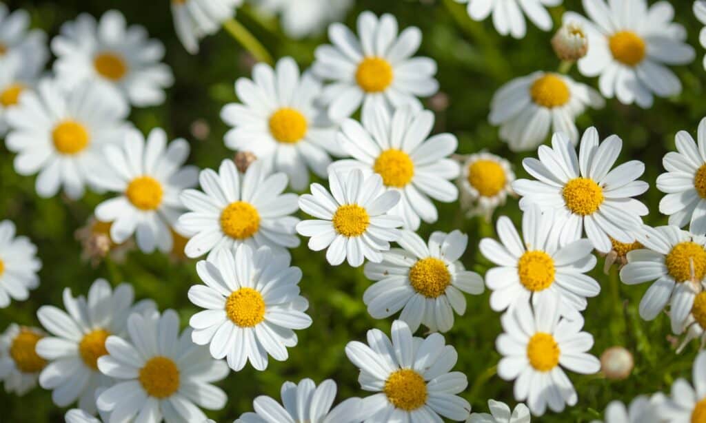 10 White Annual Flowers: Garden Elegance - A-Z Animals