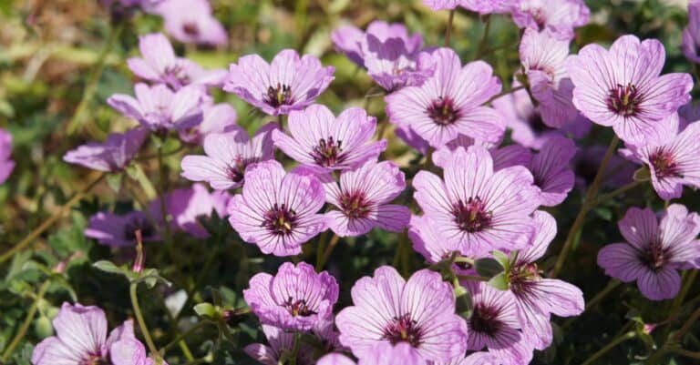 Geranium cinereum ballerina