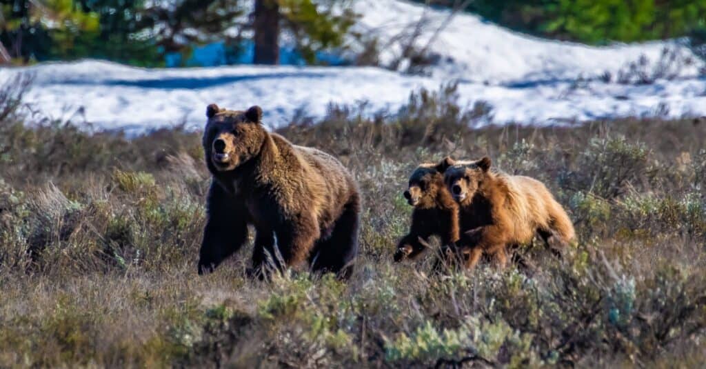 Grizzly bear with cubs.