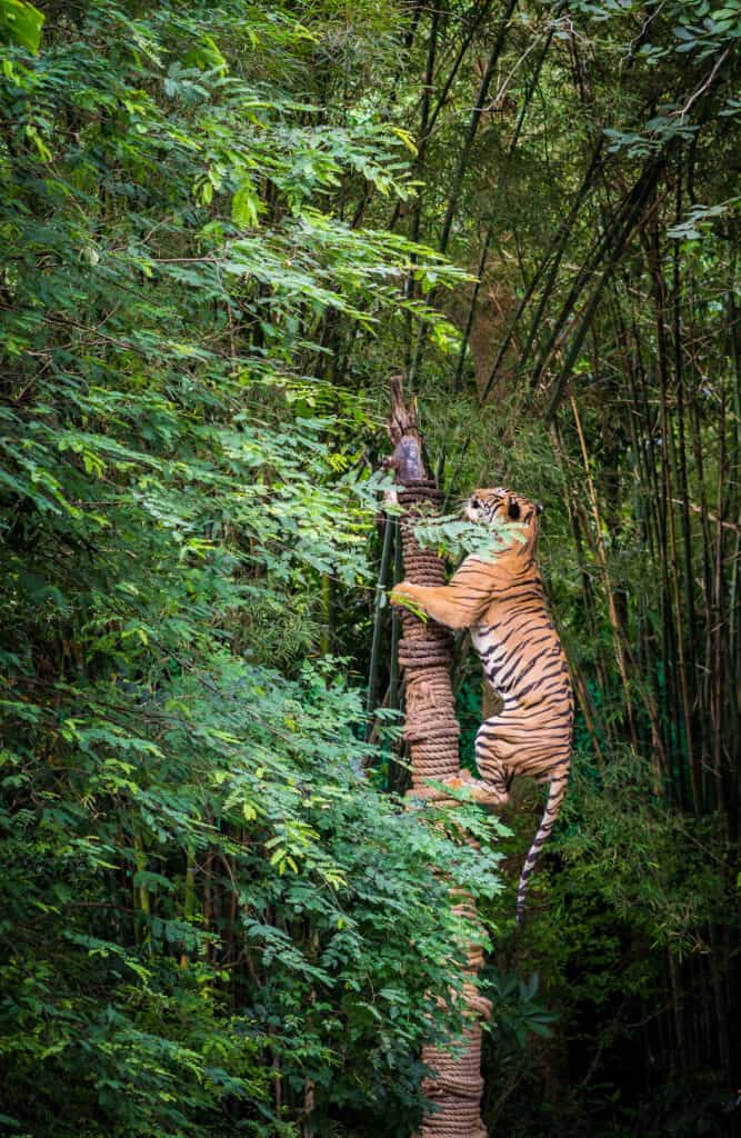 Tiger climbs tree trunk.