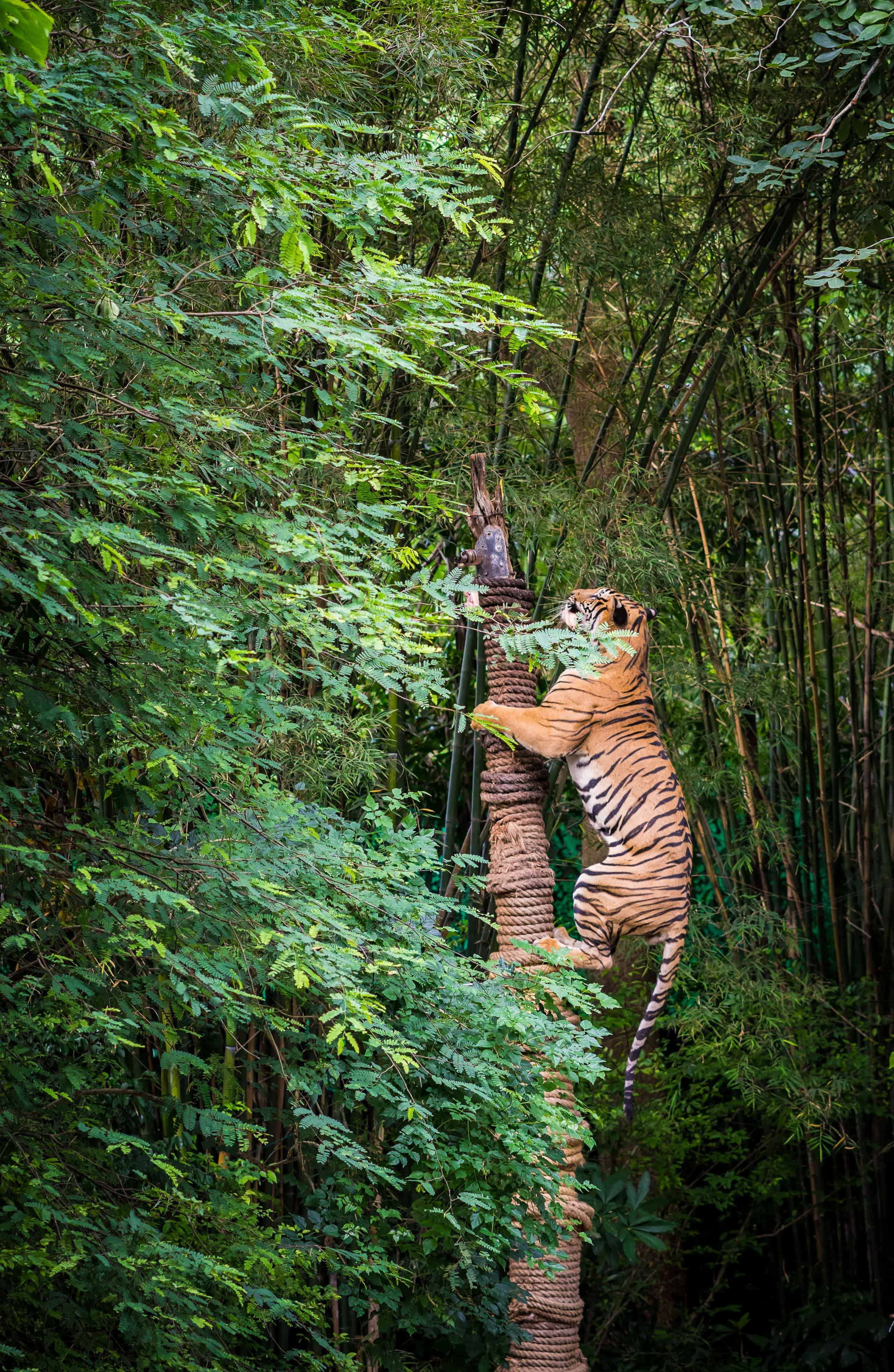 Discover The 6 Absolute Best Zoos In The Midwest And The Ideal Time To