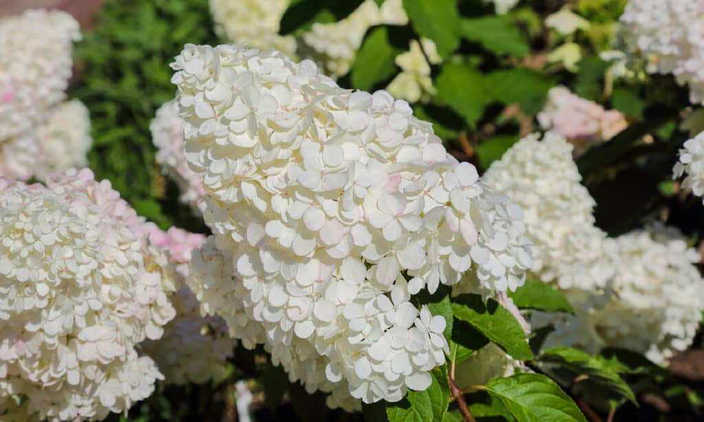 Hydrangea, The Limelight Nightclub - Manhattan, Beauty, Blossom, Botany