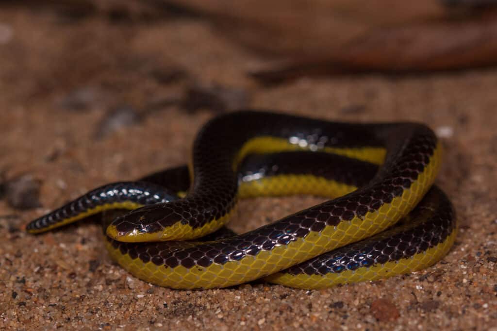 purple and yellow snake