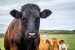 Welsh Black cattle