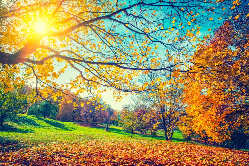 Autumn, Landscape - Scenery, Tree, Day, Sunny