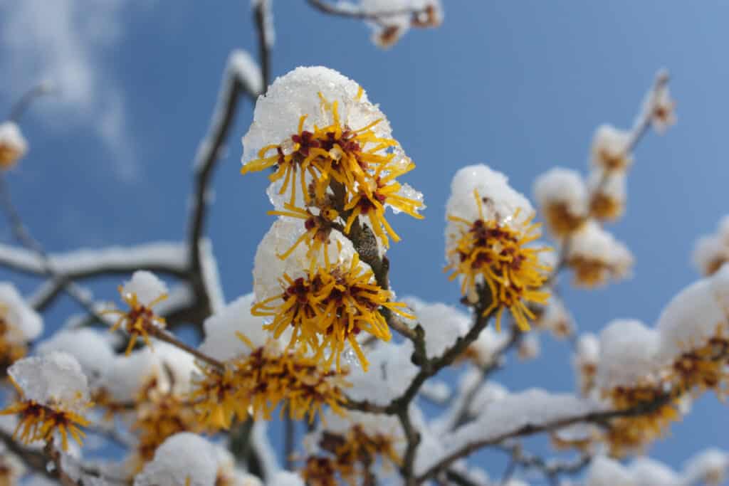 Witch hazel is a tall plant that can bloom from December to April depending on the variety!