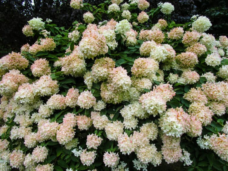 Pee Gee Hydrangea vs. Limelight Hydrangea: What Are The Differences ...