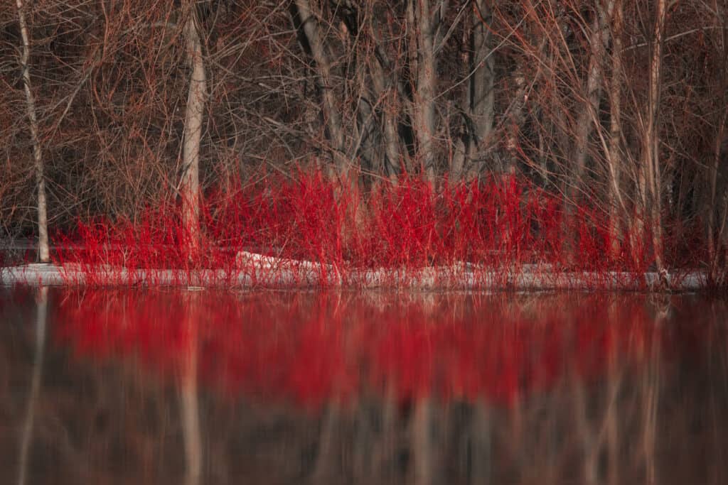 Red twig dogwood