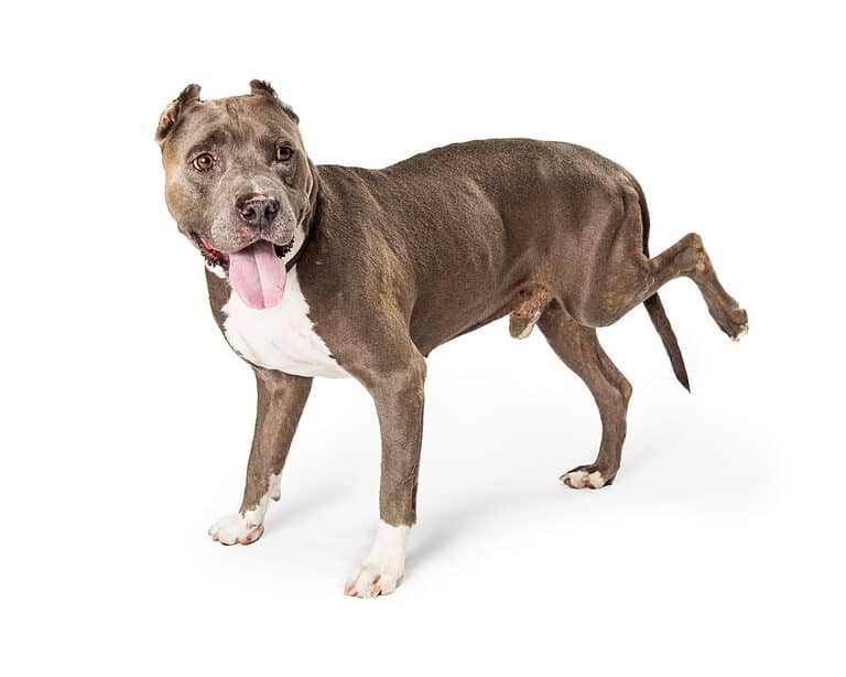 Dog with injured rear leg