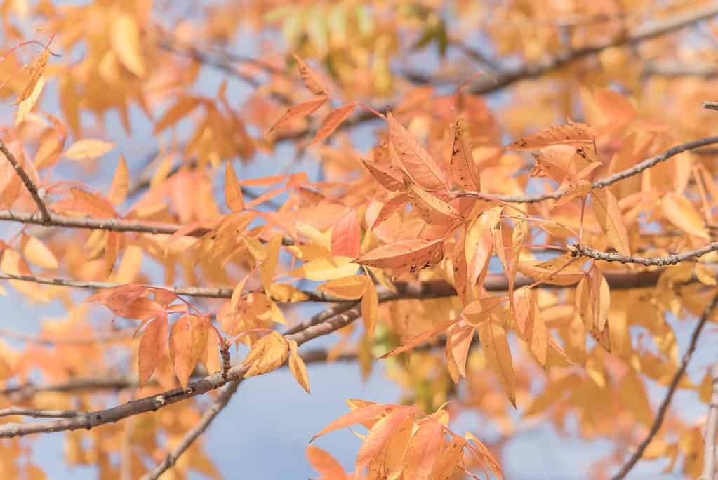 Close-up bright stunning Chinese Pistache (Pistachia chinensis) orange leaves texture. 