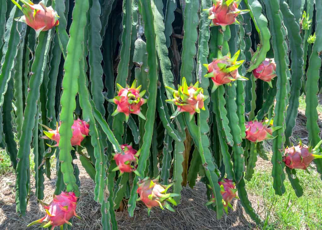 Dragon fruit tree with ripe red fruit on the tree for harvest.