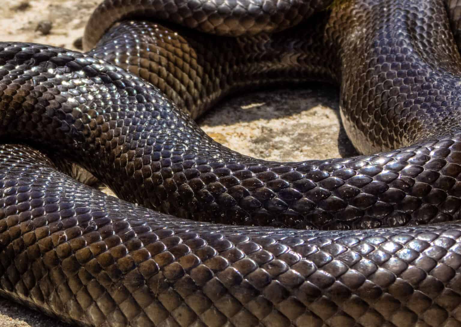 Watch a Daring Two-Year Old Grab and Drag a 15-Foot Snake by the Tail ...