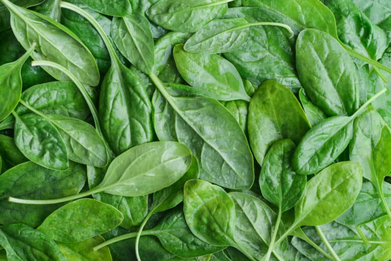 full frame of tender green baby spinach leaves