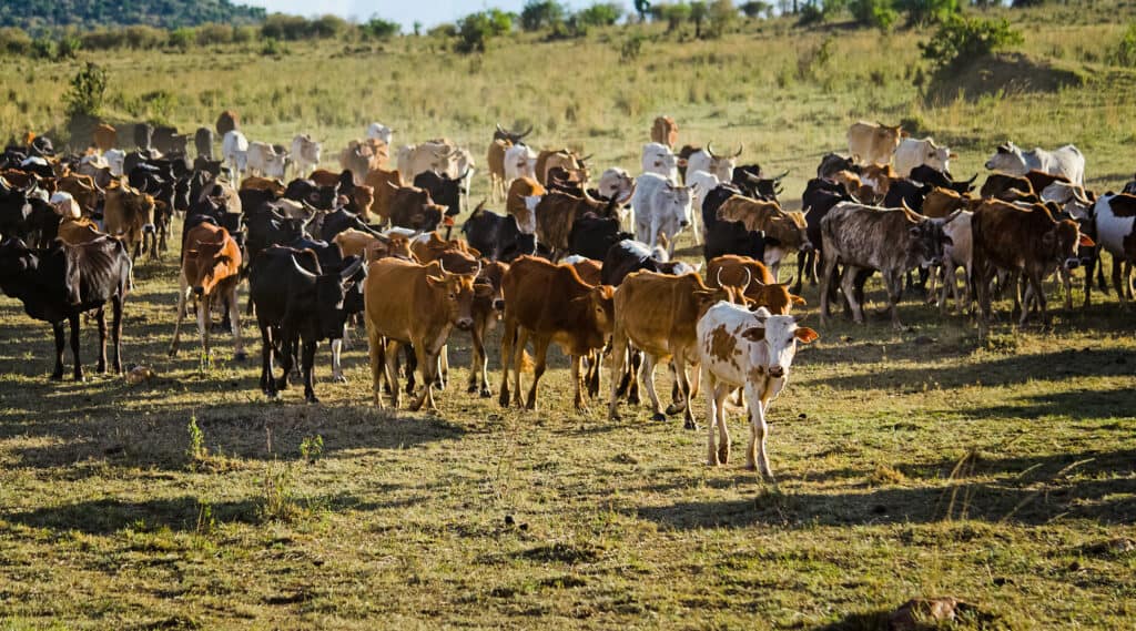 Herd of Jersey cows