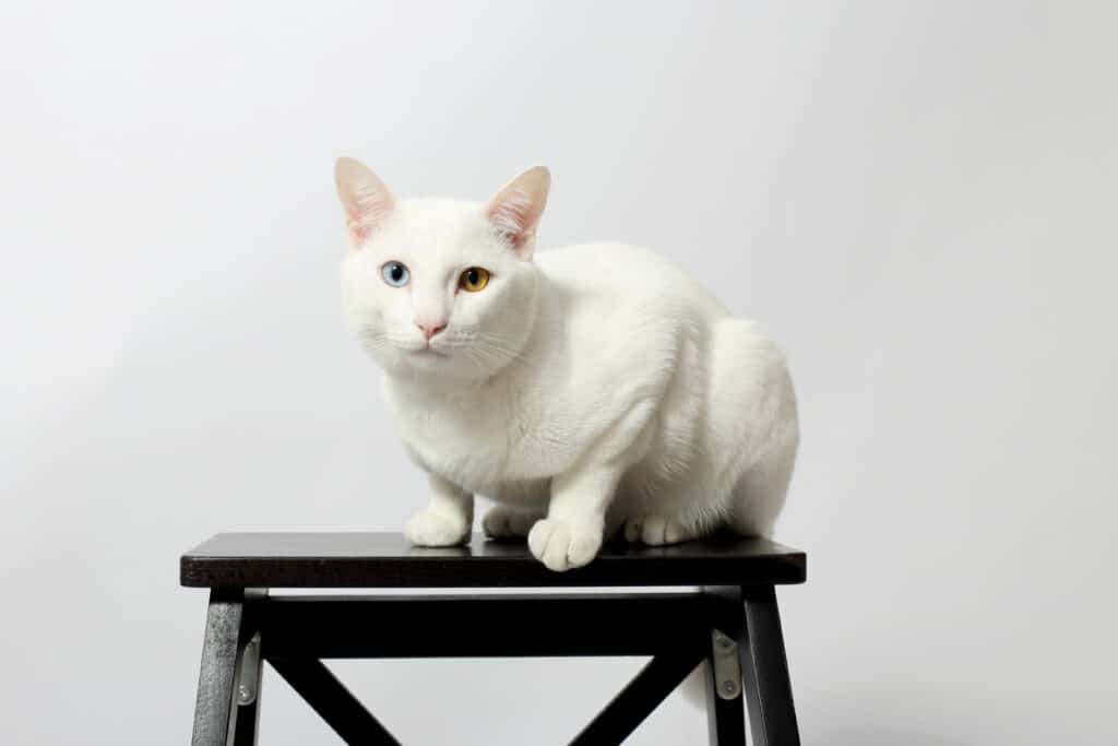 Odd-Eyed Cat sitting on a chair