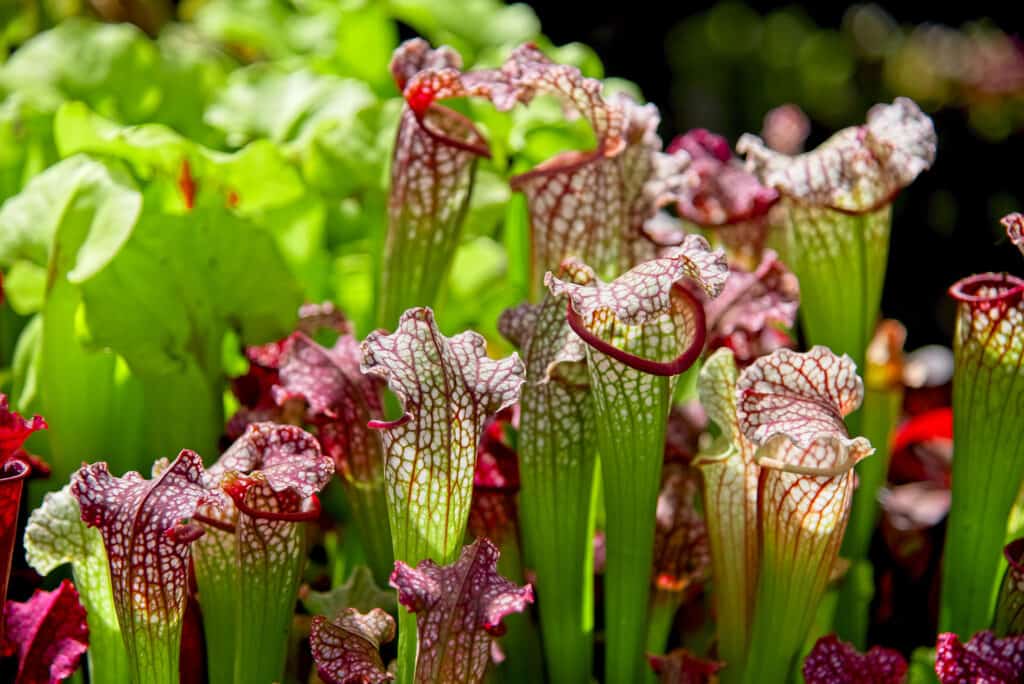 Carnivorous pitcher plants