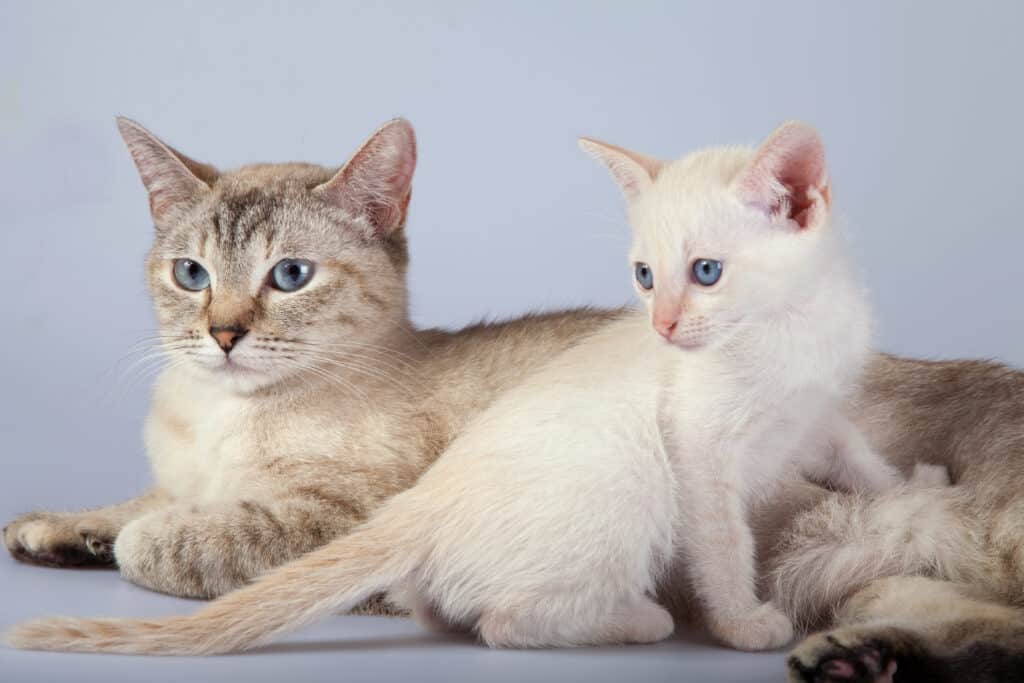 Adult Siamese tabby point with red point kitten