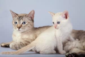 The Top 10 Oldest Cat Breeds Ever Picture