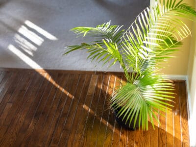 A Kentia Palm vs. Areca Palm