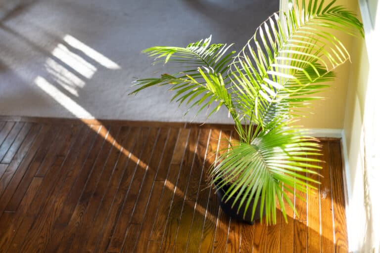 Indoor potted palm in sunlight.