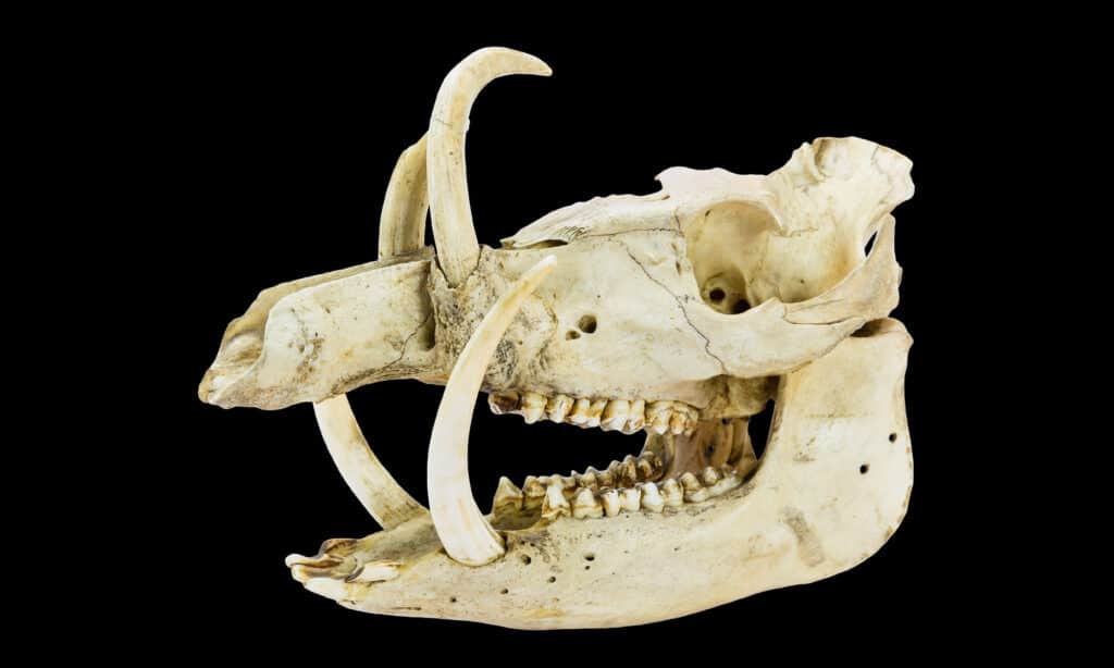 Skull, Wild Boar, Animal Skeleton, Animal Teeth, Teeth