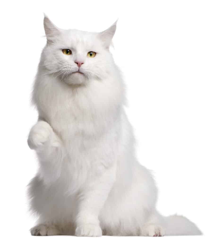 Front view of Maine Coon cat, sitting, white background.