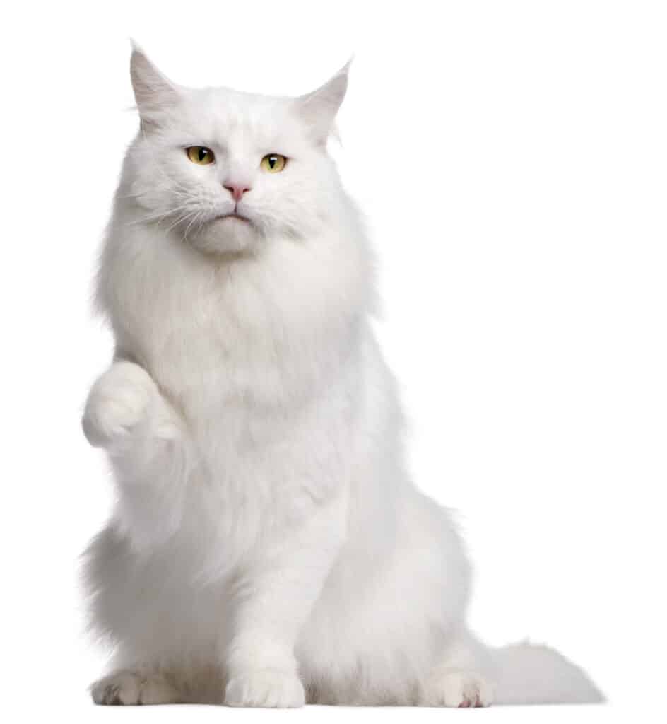 cat white background