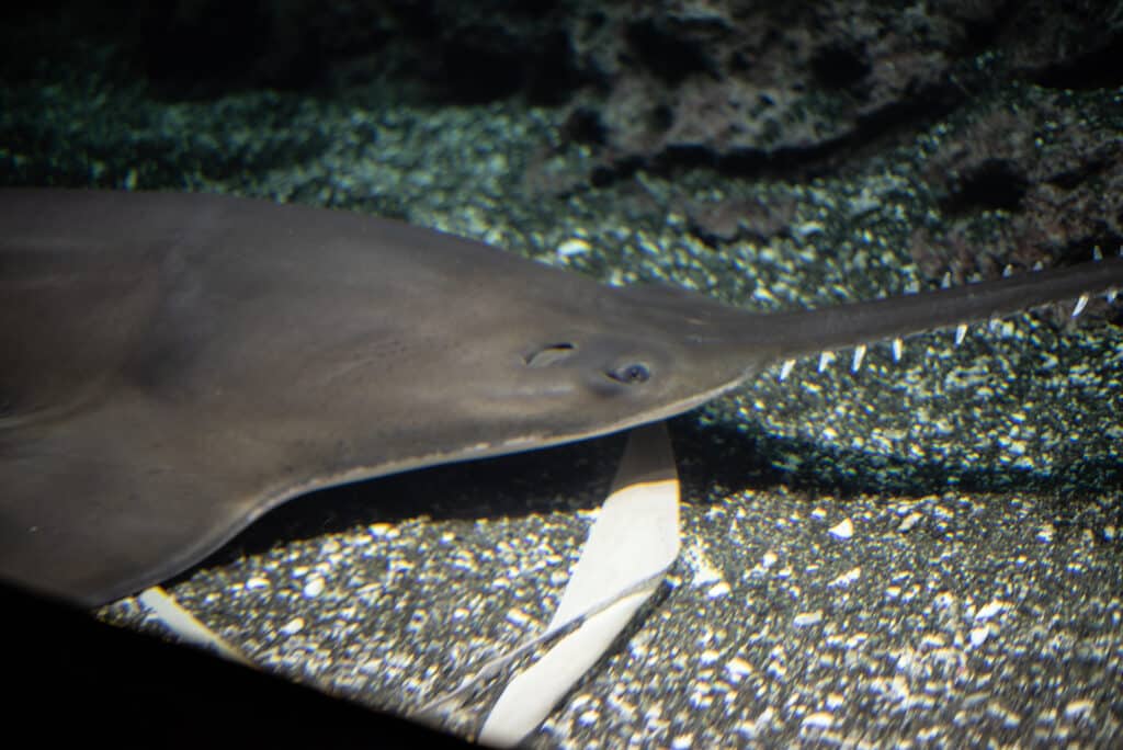 A largetooth sawfish relaxing on the bottom of a body of water