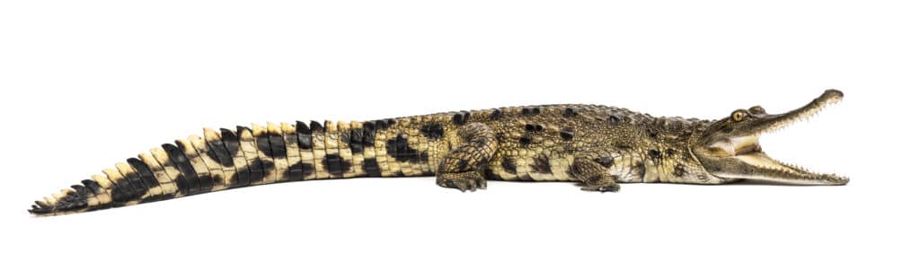 West African slender-snouted crocodile on white background