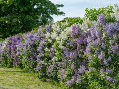 A Butterfly Bush vs. Lilac: 5 Ways These Stunning Bird and Butterfly Attractor Plants Differ