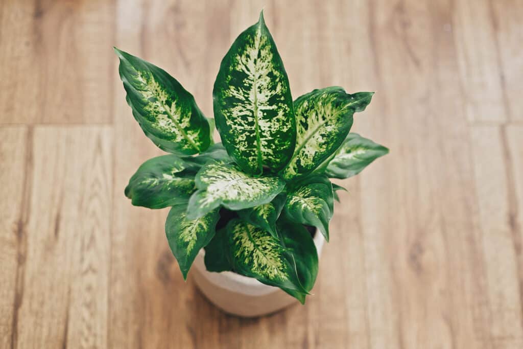 Dieffenbachia (Dumb Cane) is a very easy houseplant a propagate in water.