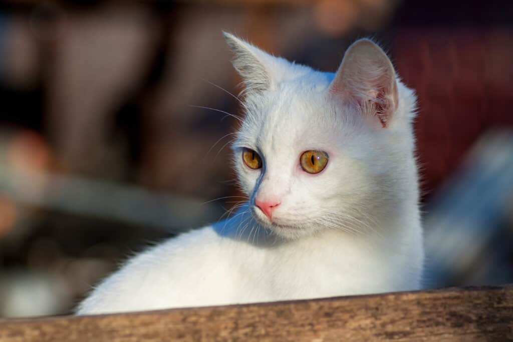 Pure white russian cat portrait front view