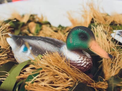 A Duck Quiz: Test Your Knowledge!