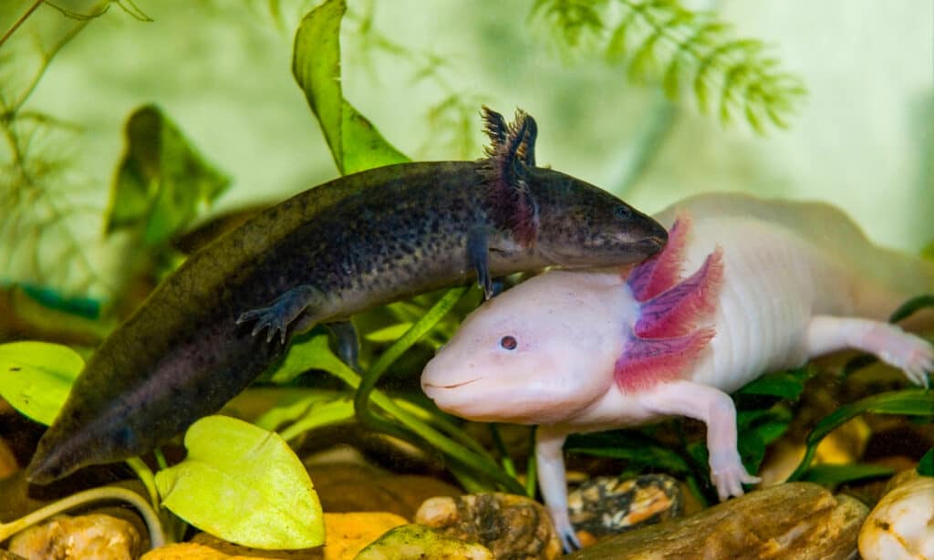 Axolotls continue to grow after sexual maturity. Live images of a