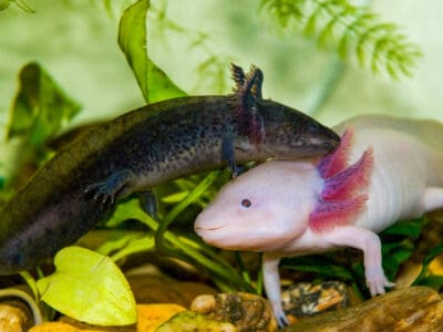 A Axolotl Poop: Everything You’ve Ever Wanted to Know