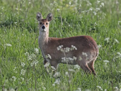A Chinese Water Deer
