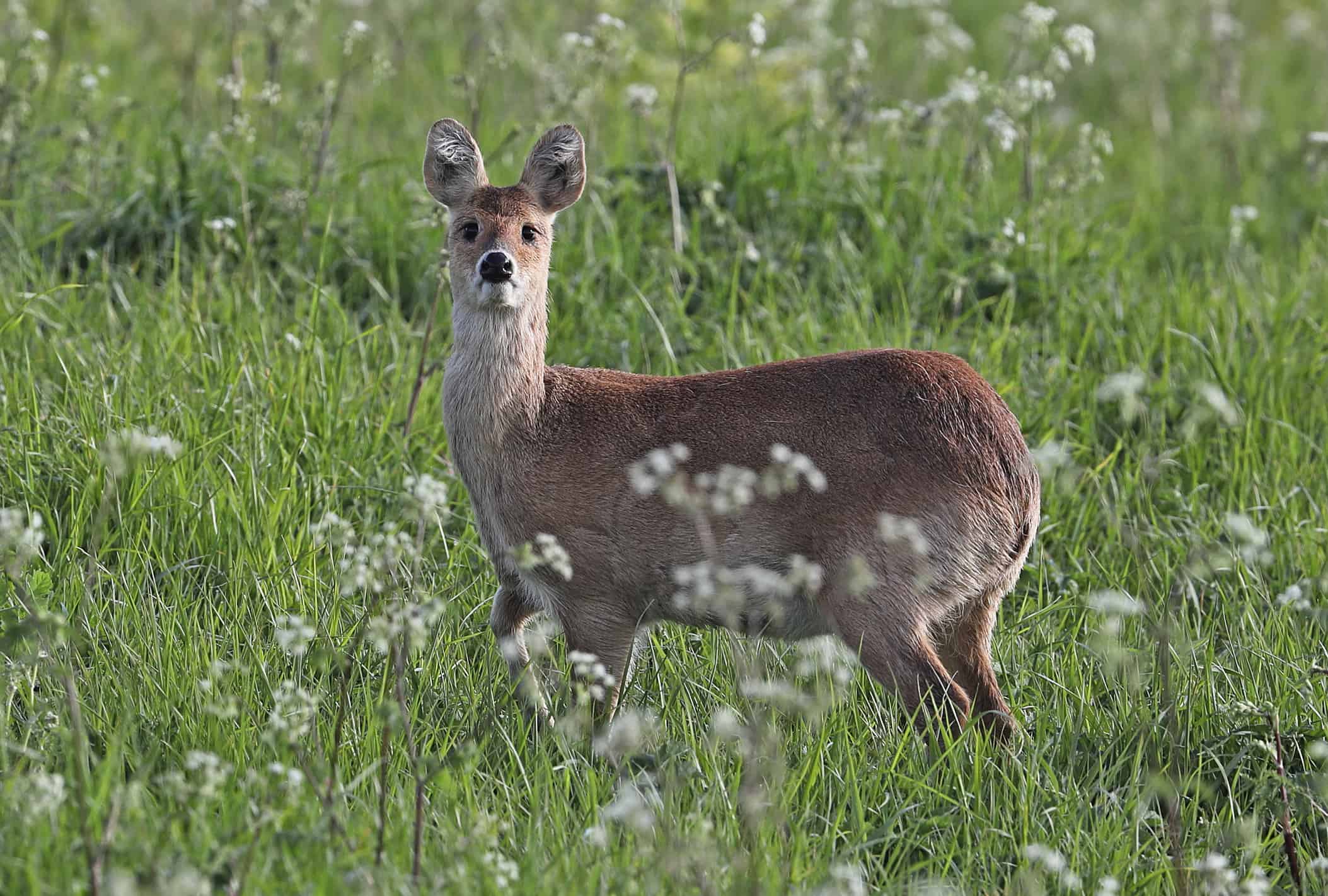Chinese sambar standing in a meadow