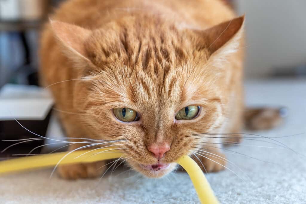 Close up of orange cat biting a natural latex rubber tube during a playing round; ears turned out sideways