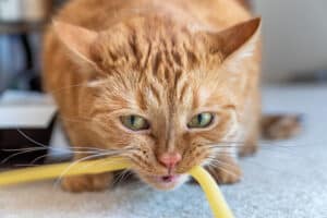 Eight Ways How to Get Cats to Stop Chewing on Cords photo