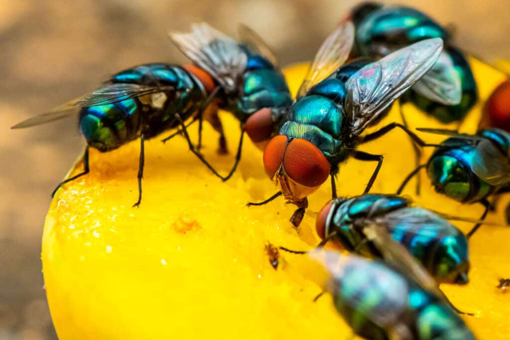 Flies have a short lifespan, averaging just 30 days.