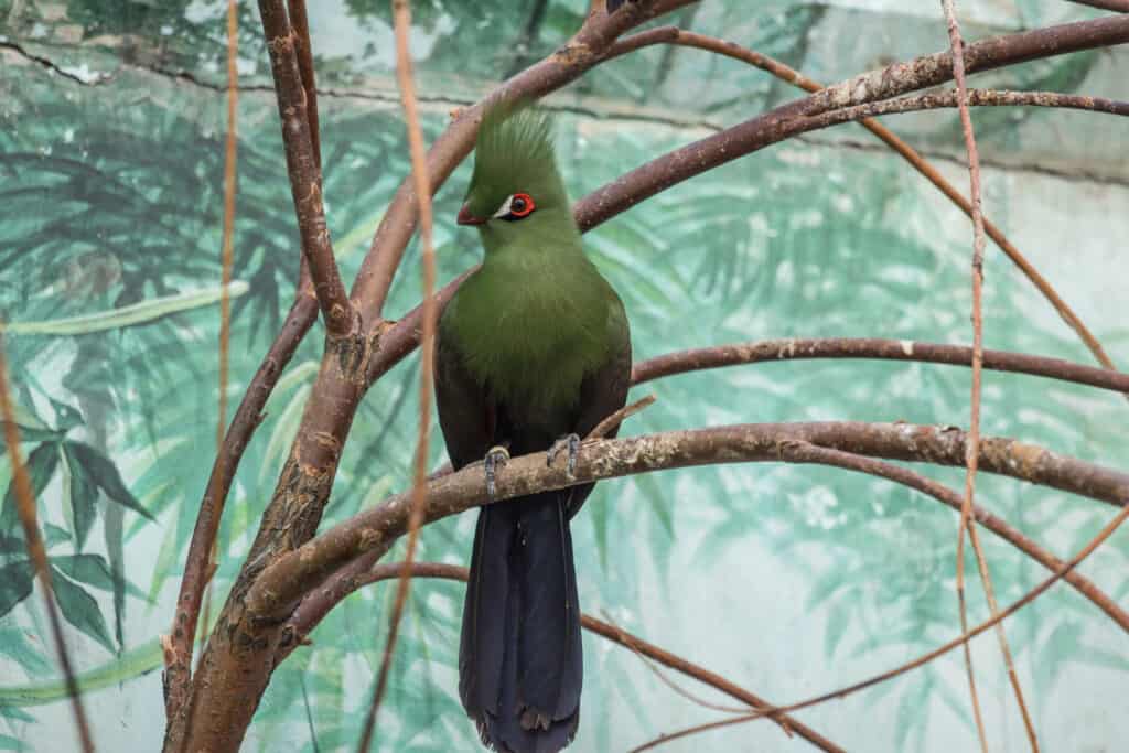 Livingstone's turaco on the branches. Beautiful birds of the world.