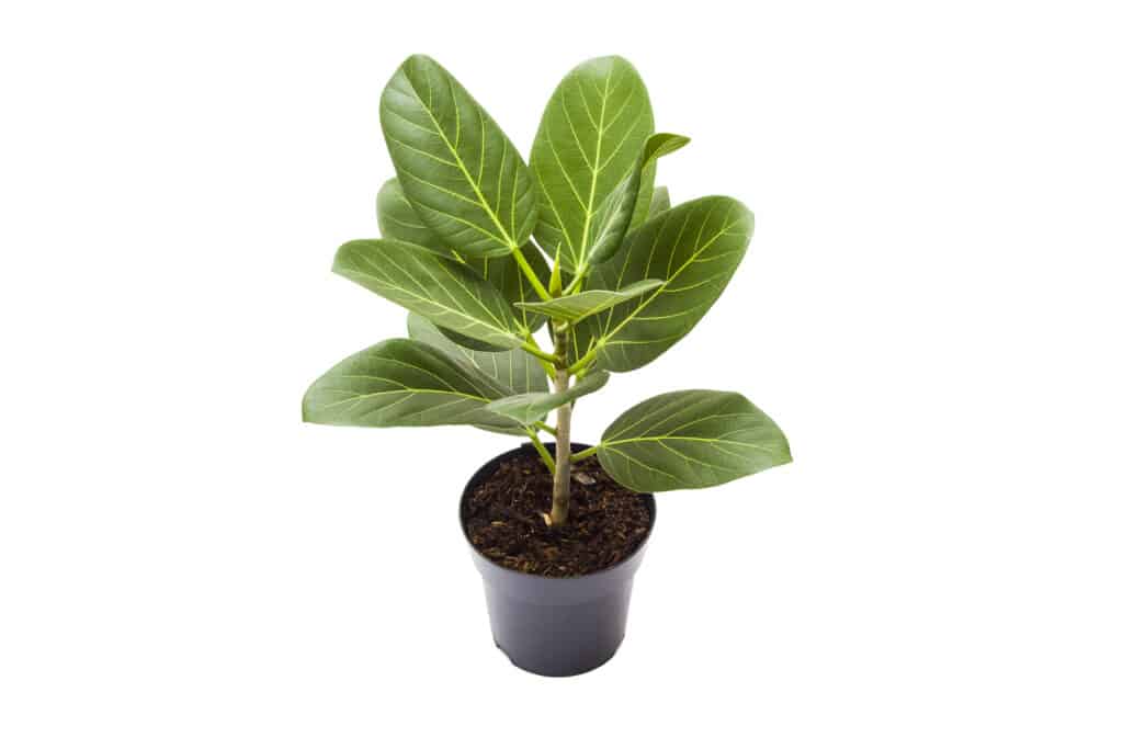 Beautiful green ficus isolated on white
