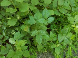 8 Native Plants in New Hampshire Picture