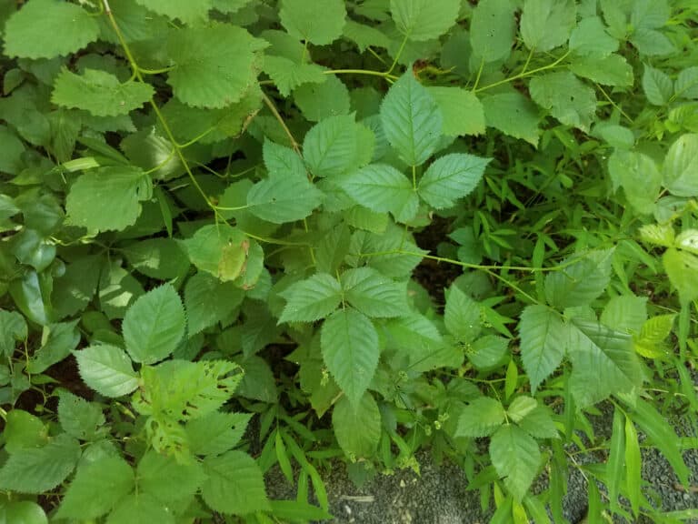 Full frame devoted to numerous poison leaves - which resent as three bright green leaves at the end of each stem