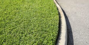Carpetgrass vs. St. Augustine Grass Picture