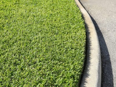 A Carpetgrass vs. St. Augustine Grass