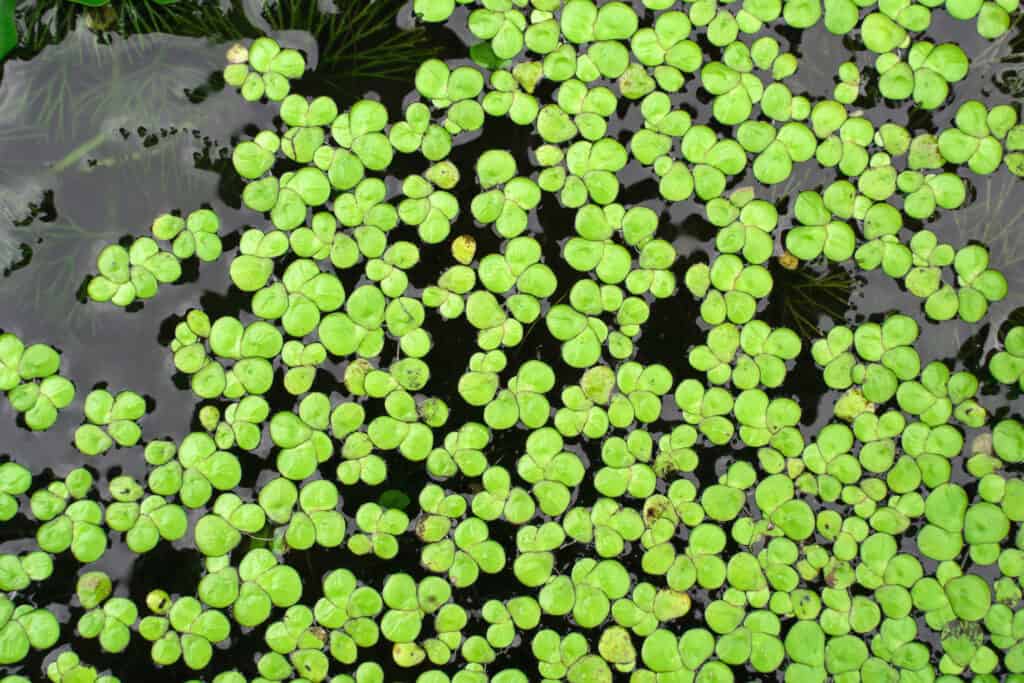 Bright green duckweed floating on the water